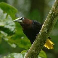 Cassique à tête brune