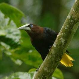 Cassique à tête brune