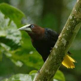 Cassique à tête brune