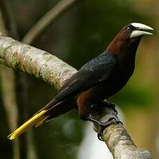 Cassique à tête brune