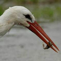 Cigogne blanche