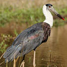 Cigogne épiscopale