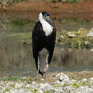 Cigogne épiscopale