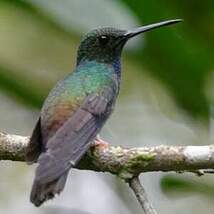 Colibri à queue bronzée