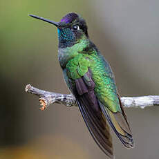 Colibri admirable