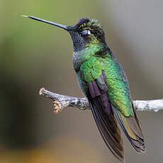 Colibri admirable