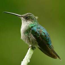 Colibri de Buffon