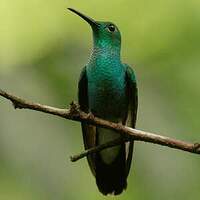 Colibri de Buffon