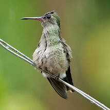 Colibri de Cuvier