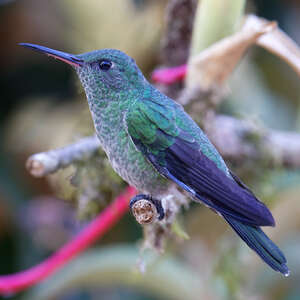 Colibri de Cuvier