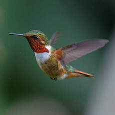 Colibri scintillant