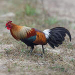 Red Junglefowl