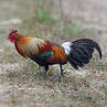 Red Junglefowl