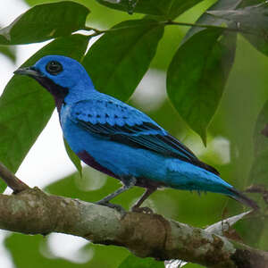 Cotinga bleu