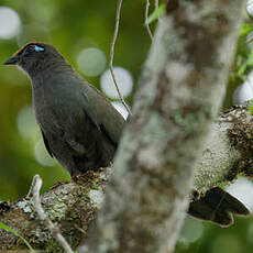 Coua de Reynaud