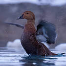 Eider à tête grise