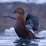 Eider à tête grise