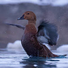 Eider à tête grise