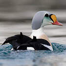 Eider à tête grise