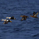 Eider à tête grise