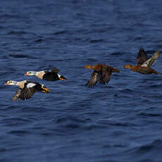 Eider à tête grise