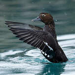 Eider de Steller