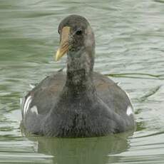 Gallinule d'Amérique