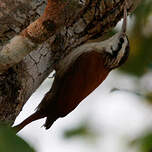 Grimpar à bec étroit