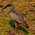 Ibis plombé