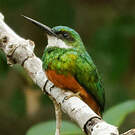 Jacamar à queue rousse