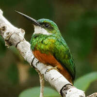 Jacamar à queue rousse