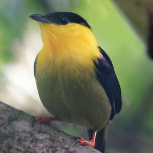 Manakin à col d'or