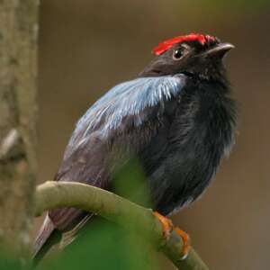 Manakin lancéolé