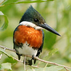 Martin-pêcheur d'Amazonie