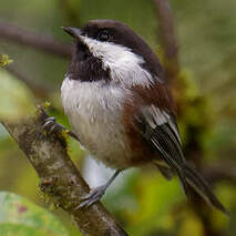 Mésange à dos marron