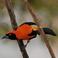 Oriole à dos orange