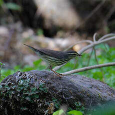 Paruline hochequeue