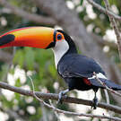 Toucan toco