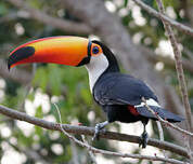 Toucan toco