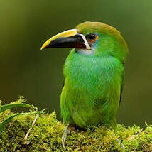 Toucanet à gorge blanche