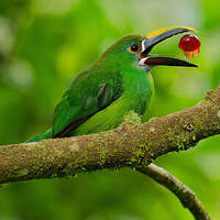 Toucanet à gorge blanche