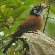 Troglodyte à calotte noire Cantorchilus nigricapillus