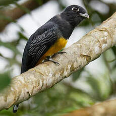 Trogon à lunettes jaunes