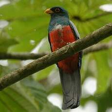 Trogon à queue noire