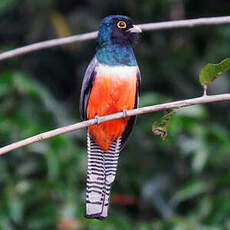 Trogon couroucou