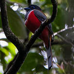 Trogon de Malabar