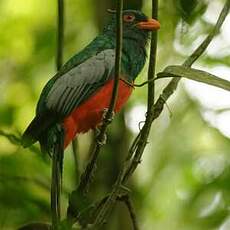 Trogon de Masséna