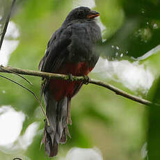 Trogon de Masséna