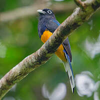 Trogon de Sclater