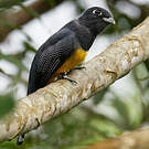 Trogon pattu